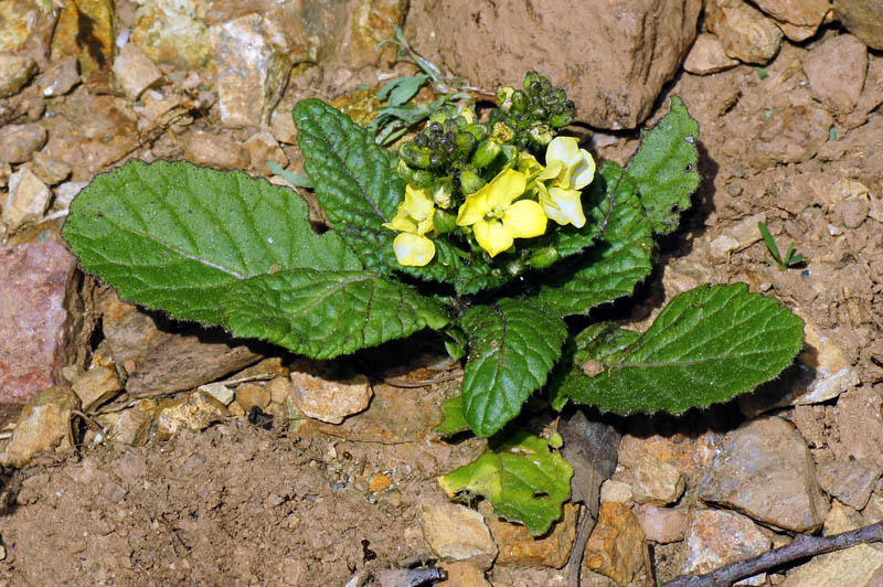Brassicacea da identificare